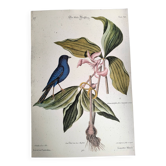 Gravure ancienne oiseau -Linotte Bleue- Planche zoologique de Seligmann