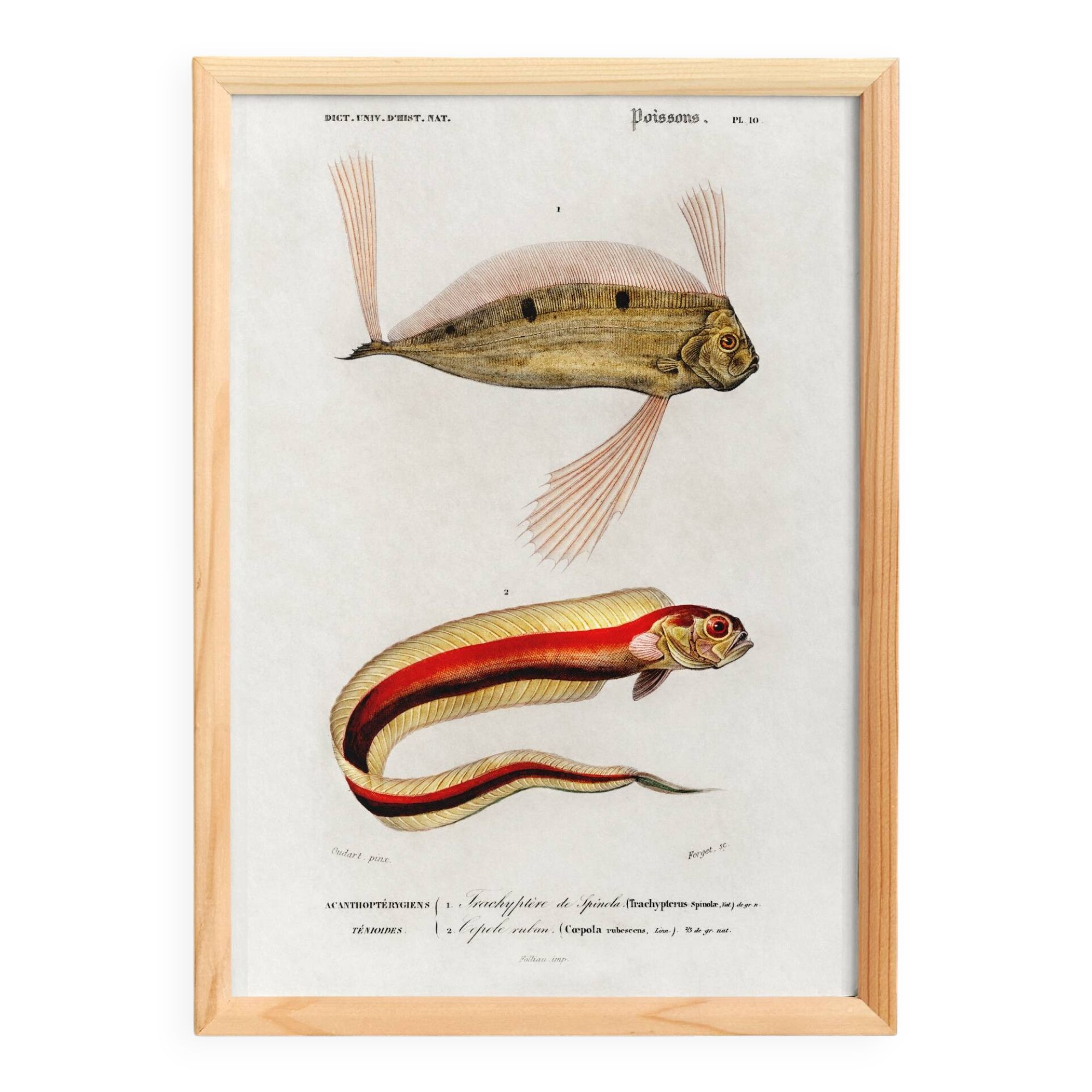 Affiche sur le poisson ruban, d’après une gravure ancienne de 1849.