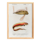 Affiche sur le poisson ruban, d’après une gravure ancienne de 1849.
