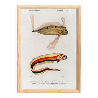 Poster about ribbonfish, based on an old engraving from 1849.
