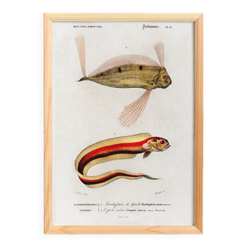 Poster about ribbonfish, based on an old engraving from 1849.