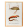 Affiche sur le poisson ruban, d’après une gravure ancienne de 1849.