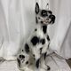 Ceramic dog, Great Dane