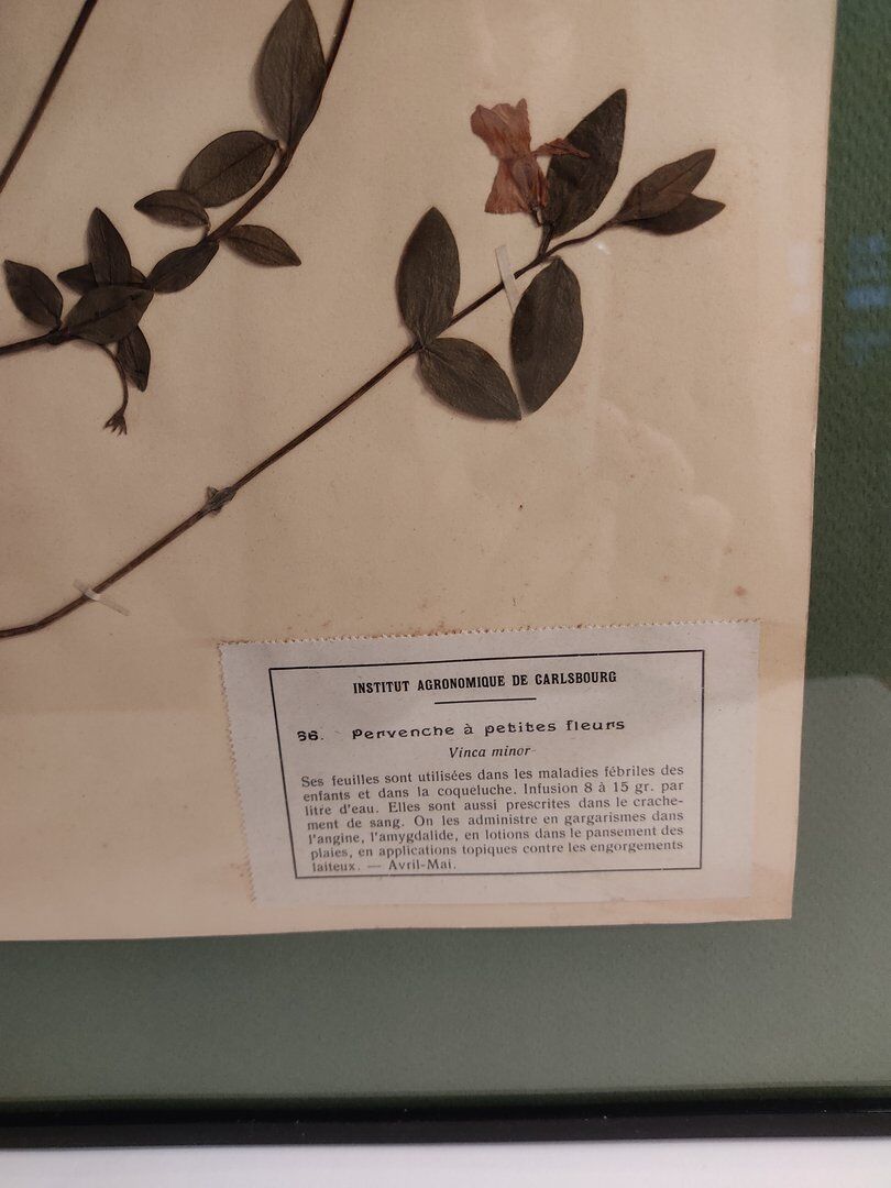 Ancient herbarium