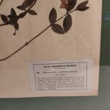 Ancient herbarium