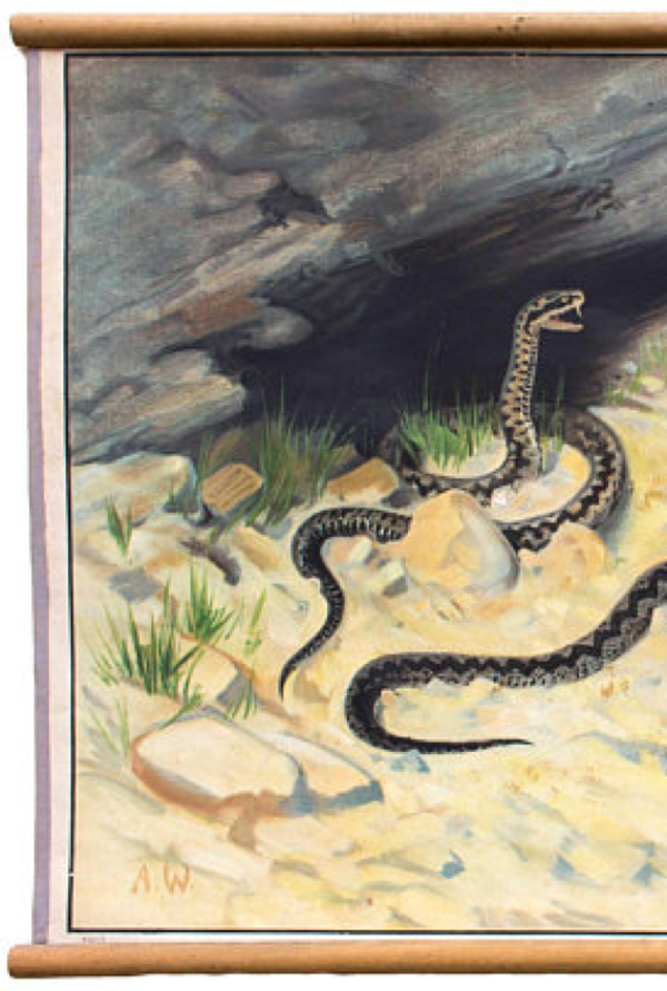 Affiche Vipère commune, grille éducatif, 1903
