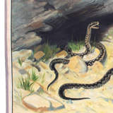 Poster Common Viper, educational grid, 1903