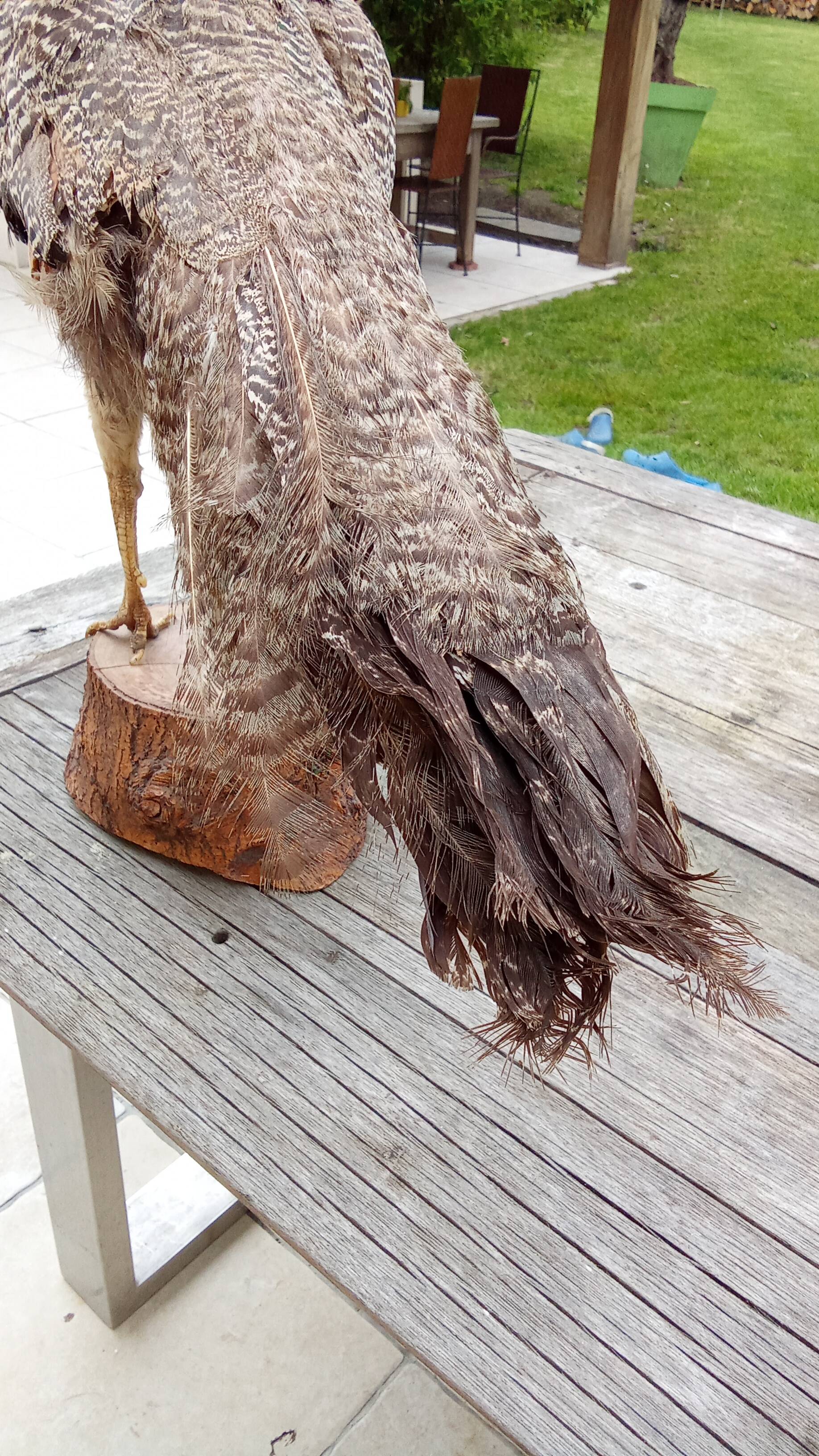 Taxidermy cabinet of curiosities stuffed peacock