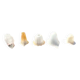 Set of 5 antique opaline glass tulips