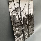Silver gelatin photograph by Bernard Darot, Dead Tree, 20th century