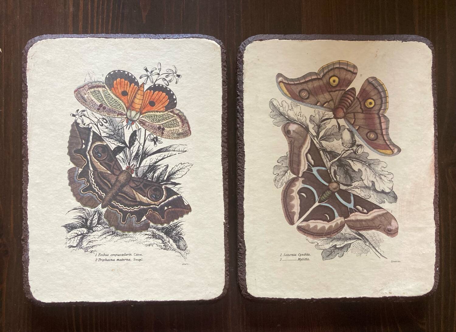 Lot de 2 tableaux en bois avec planche botanique papillons