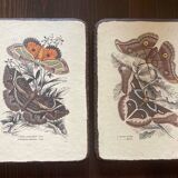 Set of 2 wooden boards with butterfly botanical board