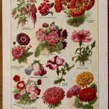 Lithograph of annual flowers - 1920