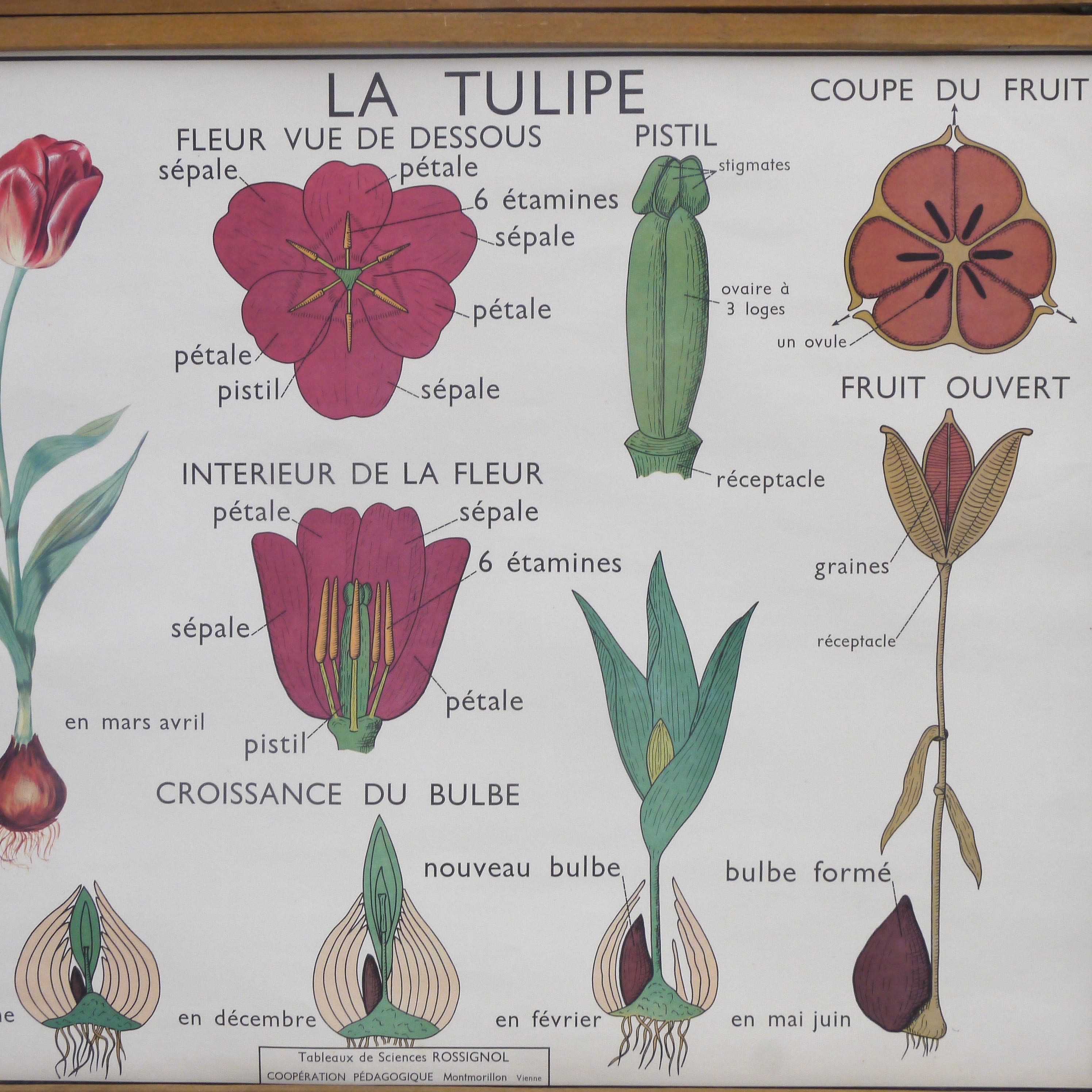 Educational poster rossignol - the tulip & gold button