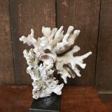 Coral on plinth