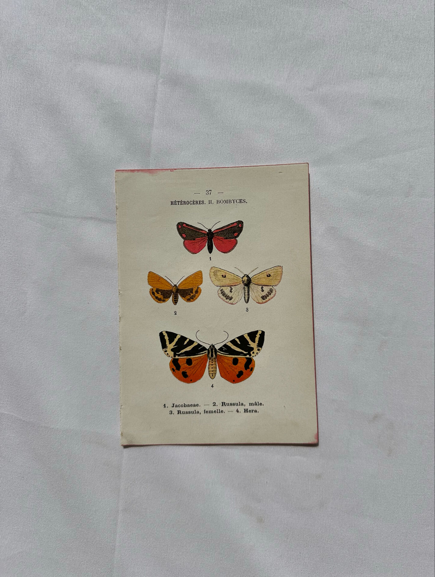 Naturalist engraving Butterfly 19th-century original botanical poster 1800