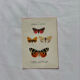 Naturalist engraving Butterfly 19th-century original botanical poster 1800