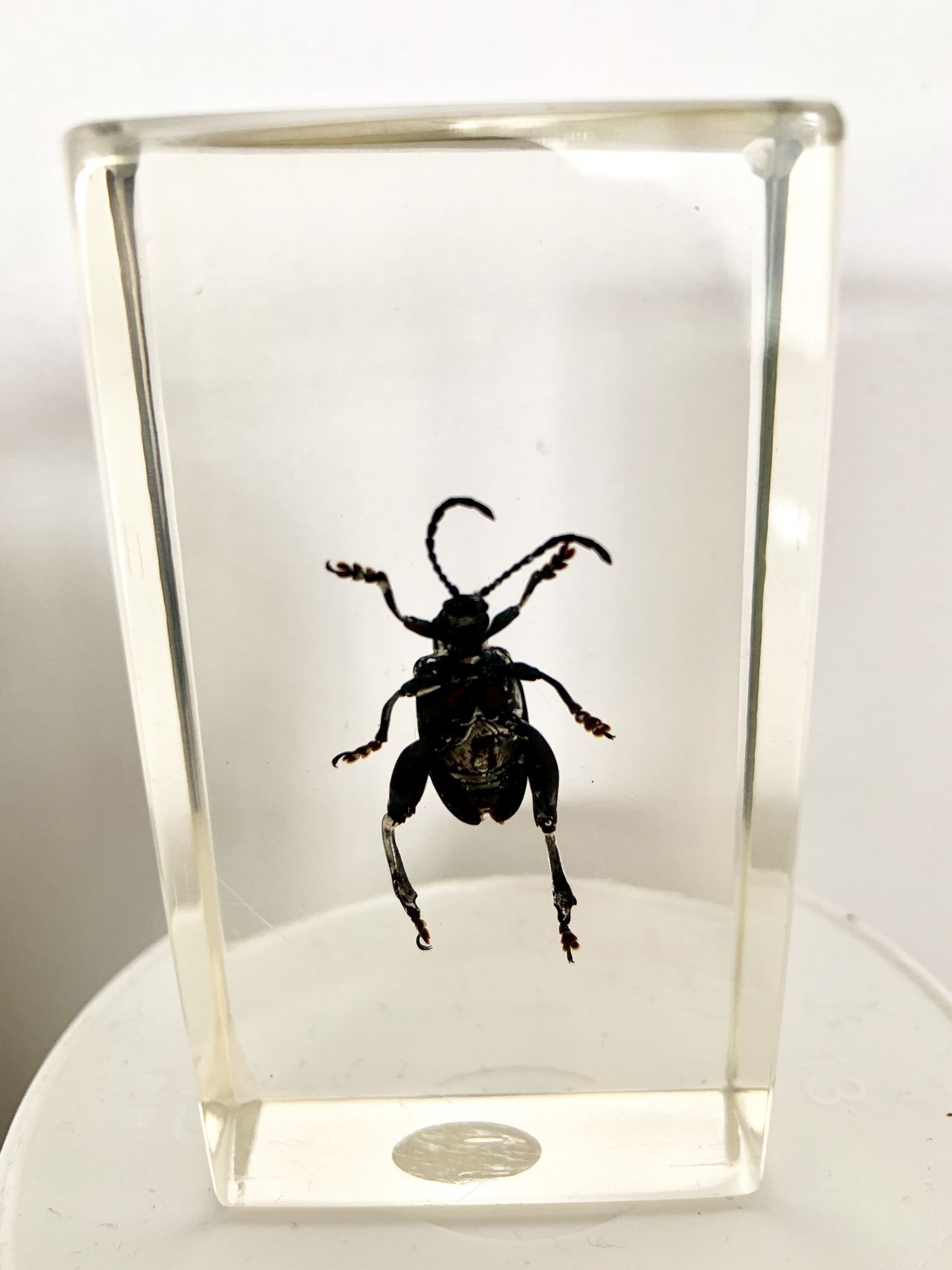 Trio d’insectes sous inclusion de résine N°2