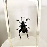 Trio d’insectes sous inclusion de résine N°2