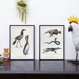 Chimera lithograph animal engraving - the pink flamoulpe