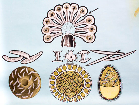 Wall poster of the school by Jung-Koch-Quentell "water sponges" 1972