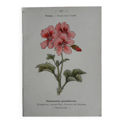 Gravure botanique 19eme siècle affiche naturaliste fleur Française vin