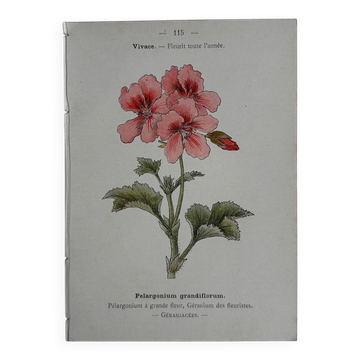 Gravure botanique 19eme siècle affiche naturaliste fleur Française vin