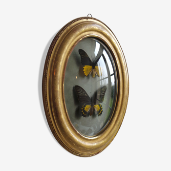 Amphrysus troop butterflies as a couple in a Napoleon III frame