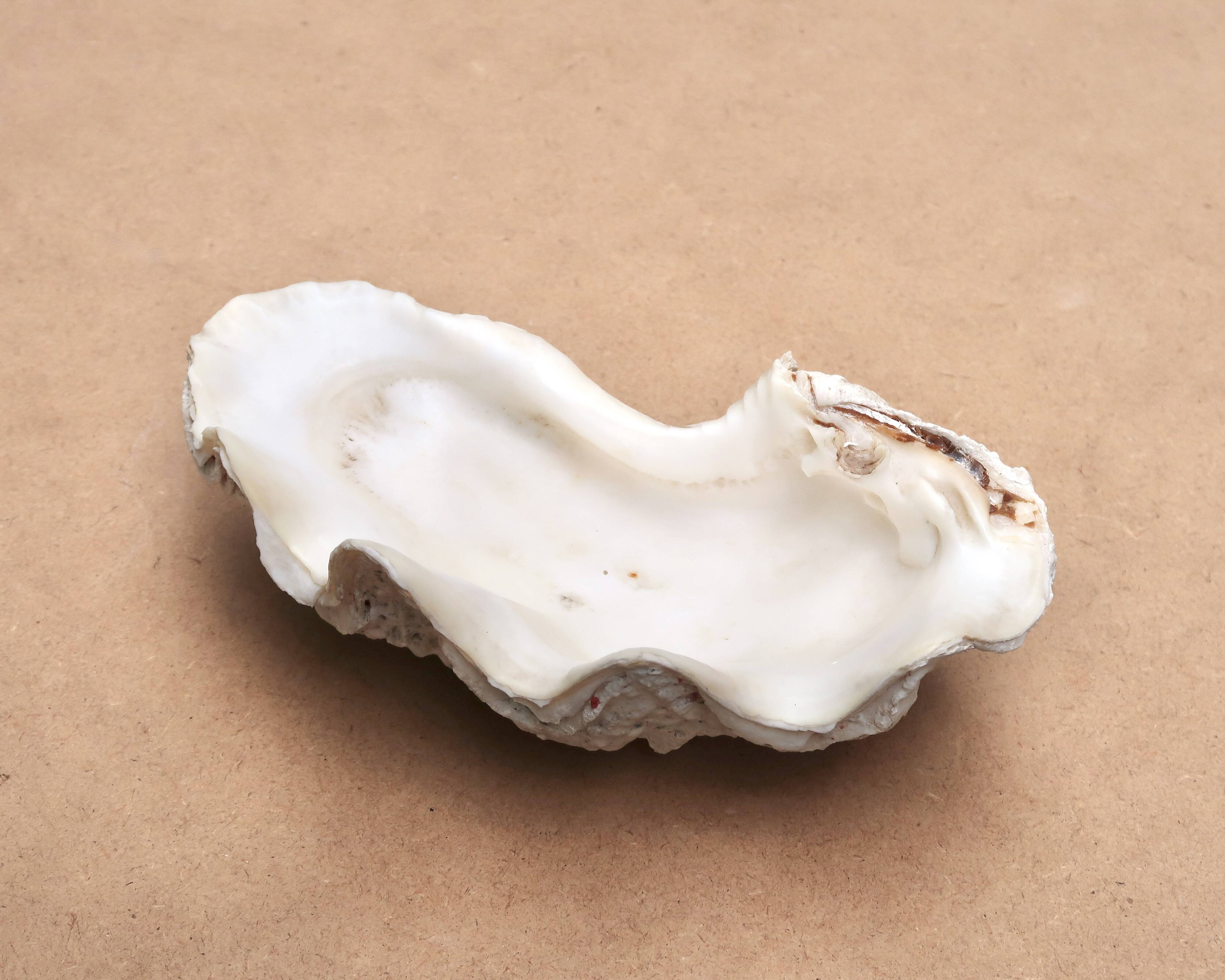 Natural white beige shell vide poche from the 1970s.
