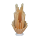Georgia Jacob Corolle Lamp
