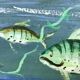 Congolese School Aquatic fauna Oil on canvas signed