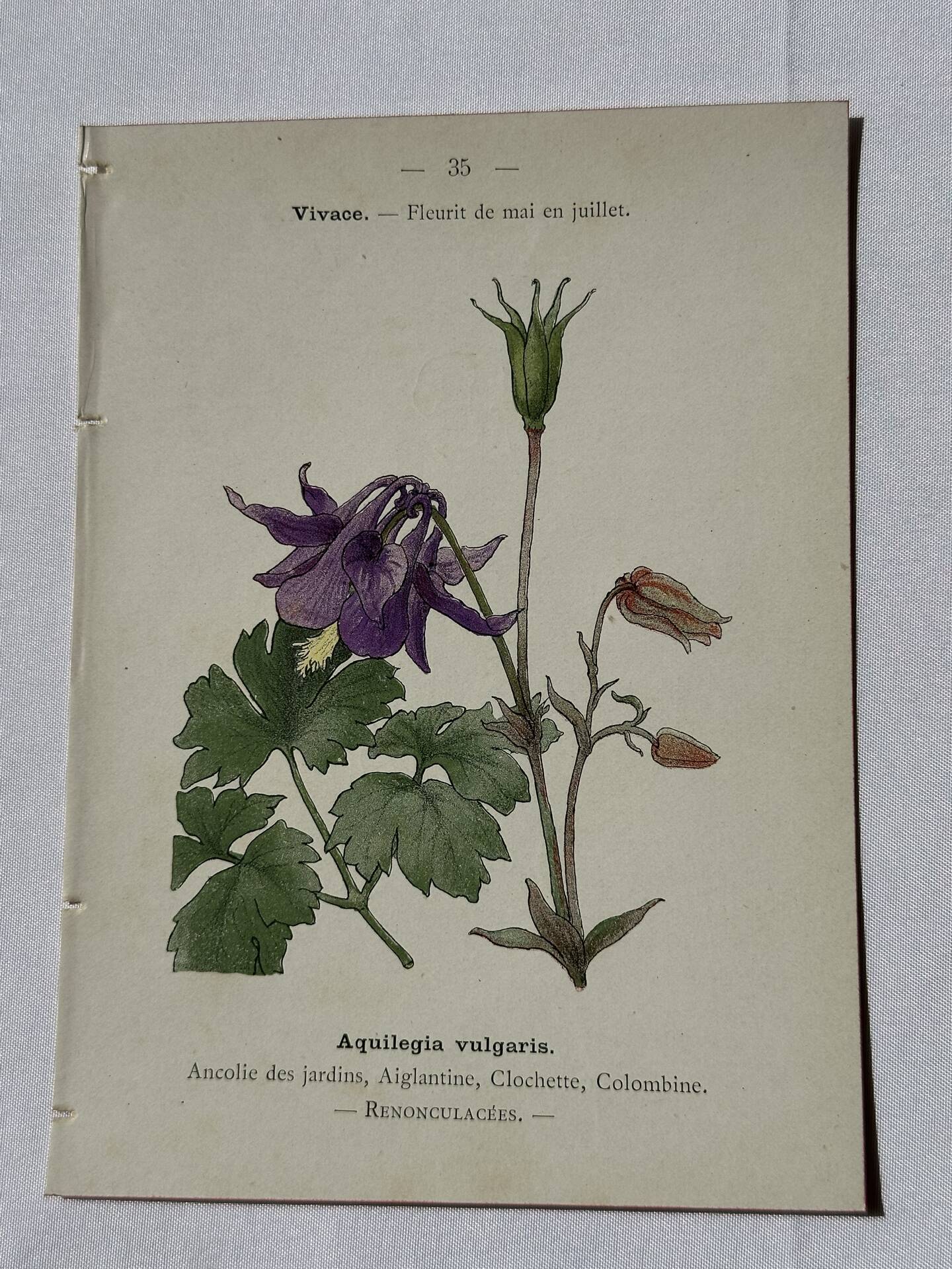 🌿 Botanical Plate Old Naturalist Engraving 19th Century Double-Sided