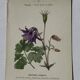 🌿 Botanical Plate Old Naturalist Engraving 19th Century Double-Sided