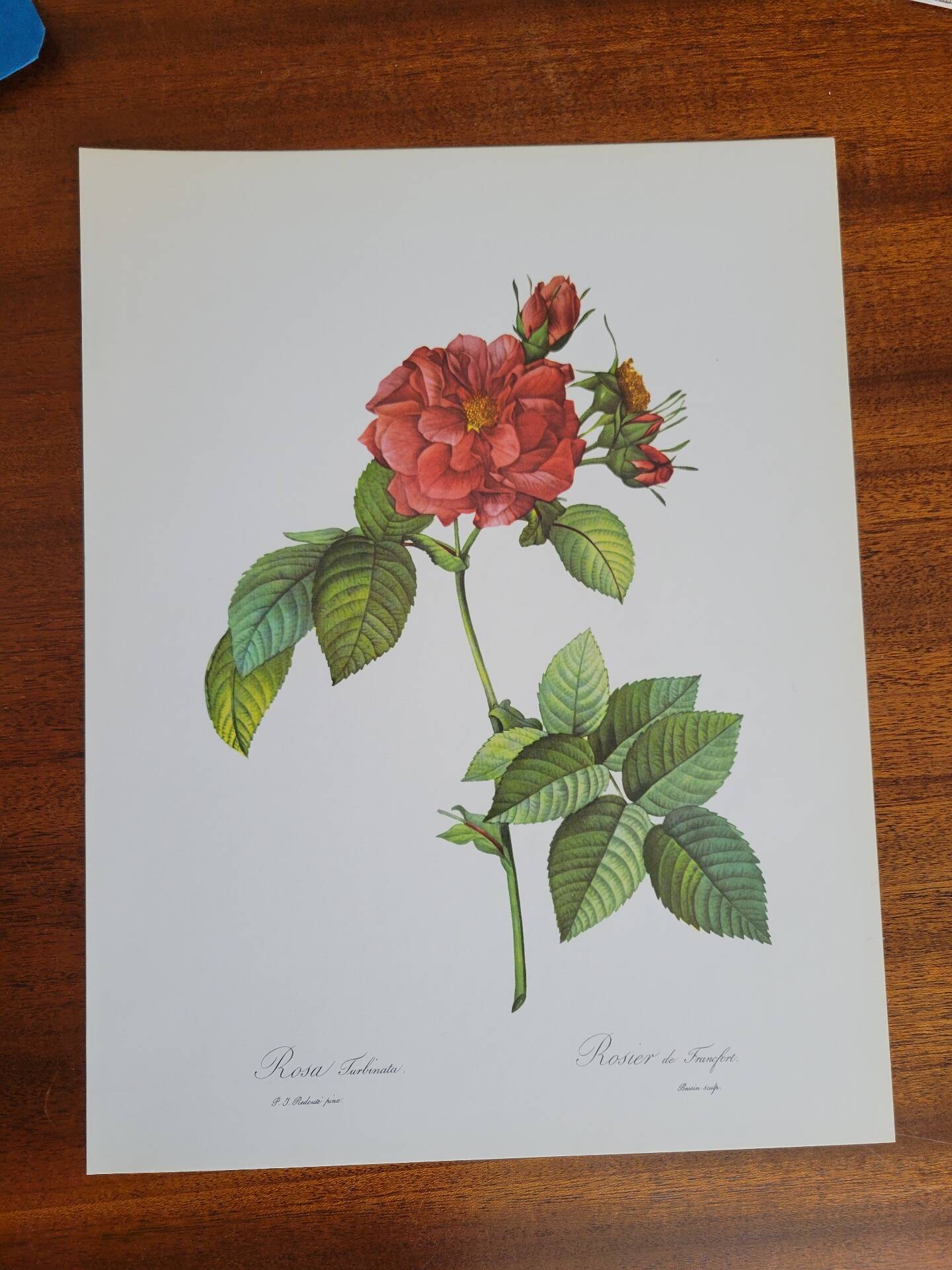 Botanical plate of Frankfurt Rose, P.J. Redouté 1960