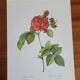 Botanical plate of Frankfurt Rose, P.J. Redouté 1960