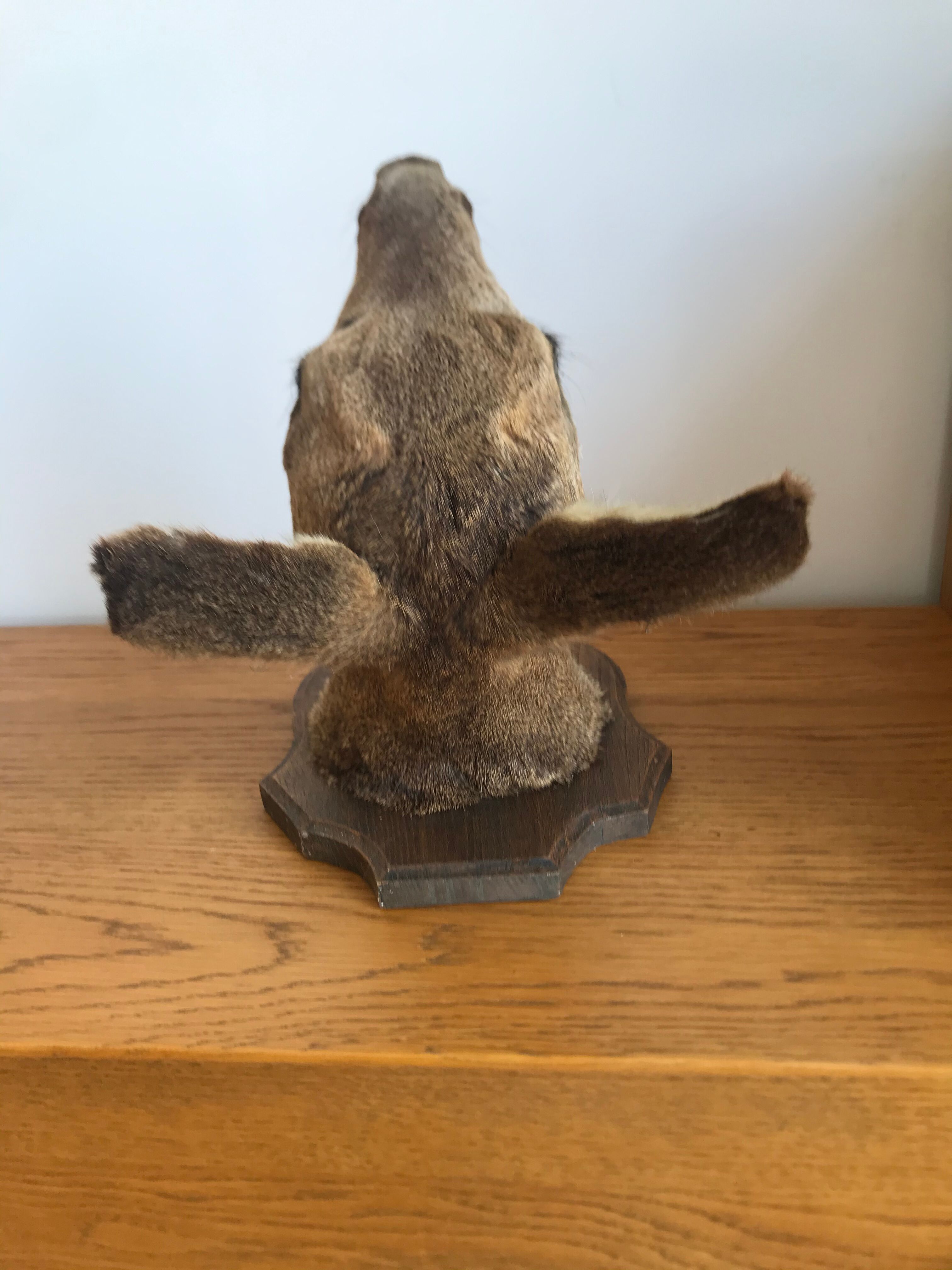 Taxidermy deer head
