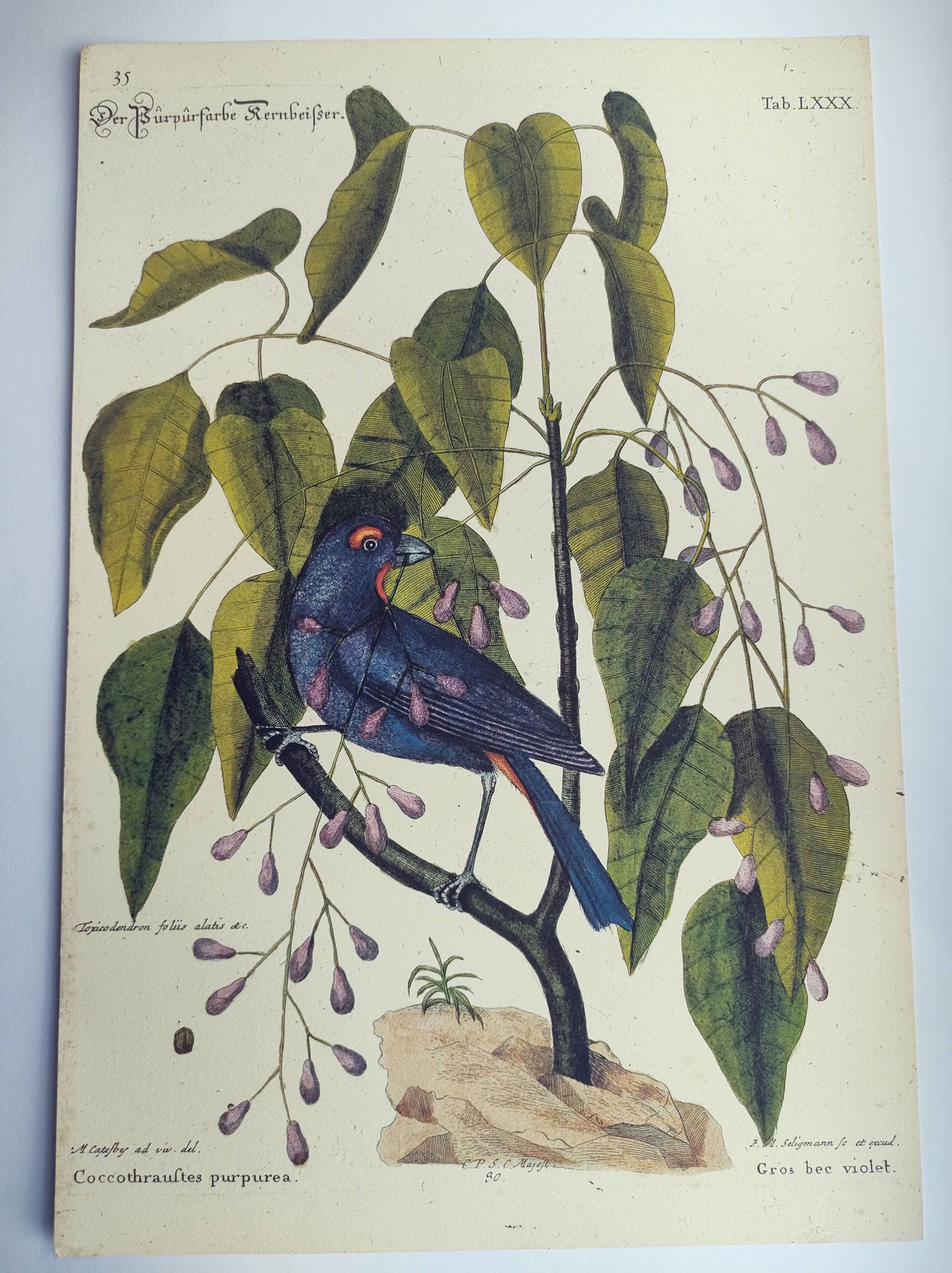 Old bird engraving - Gros Bec Violet - Animal and nature board by Seligmann & Catesby