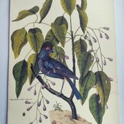 Old bird engraving - Gros Bec Violet - Animal and nature board by Seligmann & Catesby