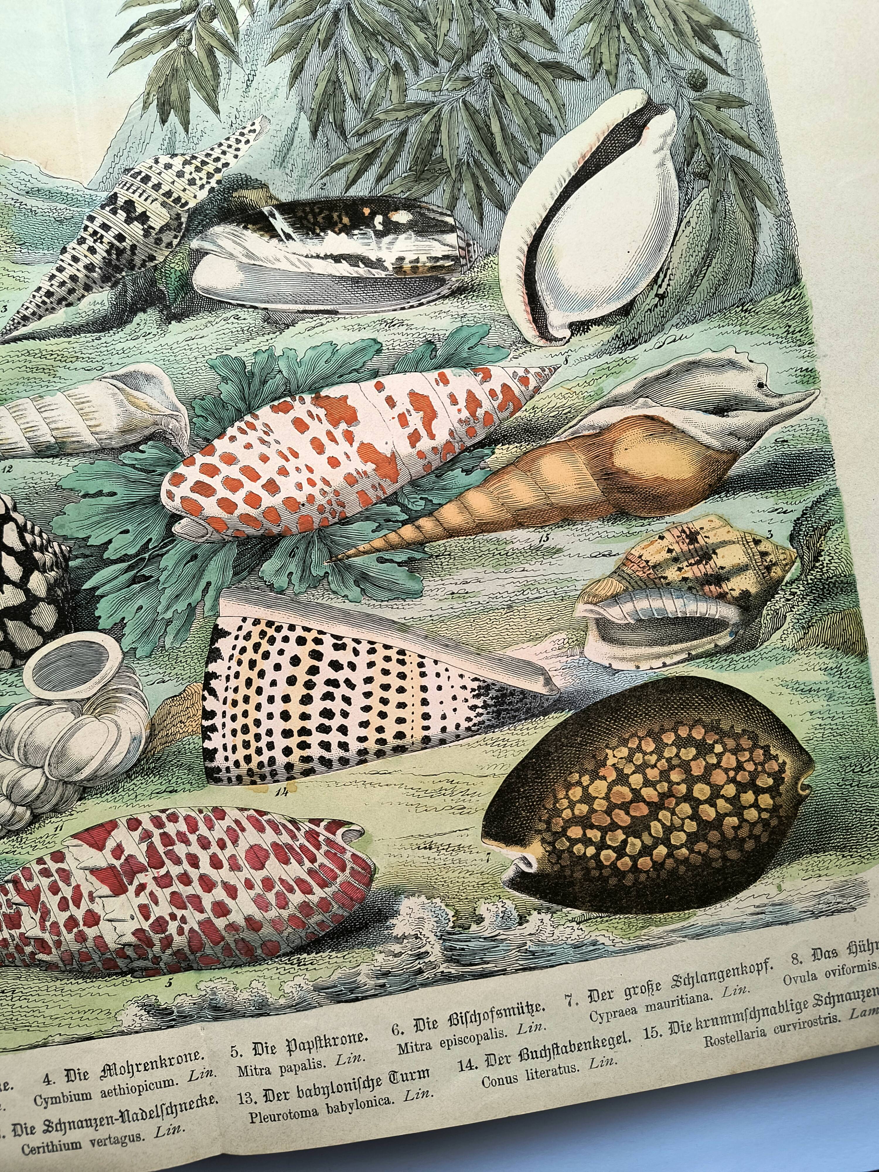 Old engraving from 1886. Shells and molluscs (2) Sea, beach and ocean.