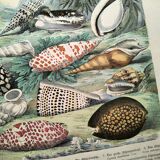 Old engraving from 1886. Shells and molluscs (2) Sea, beach and ocean.