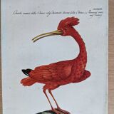 9 bird illustrations
