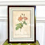 Botanical plate P-J feared Rosa centifolia Anemonoides