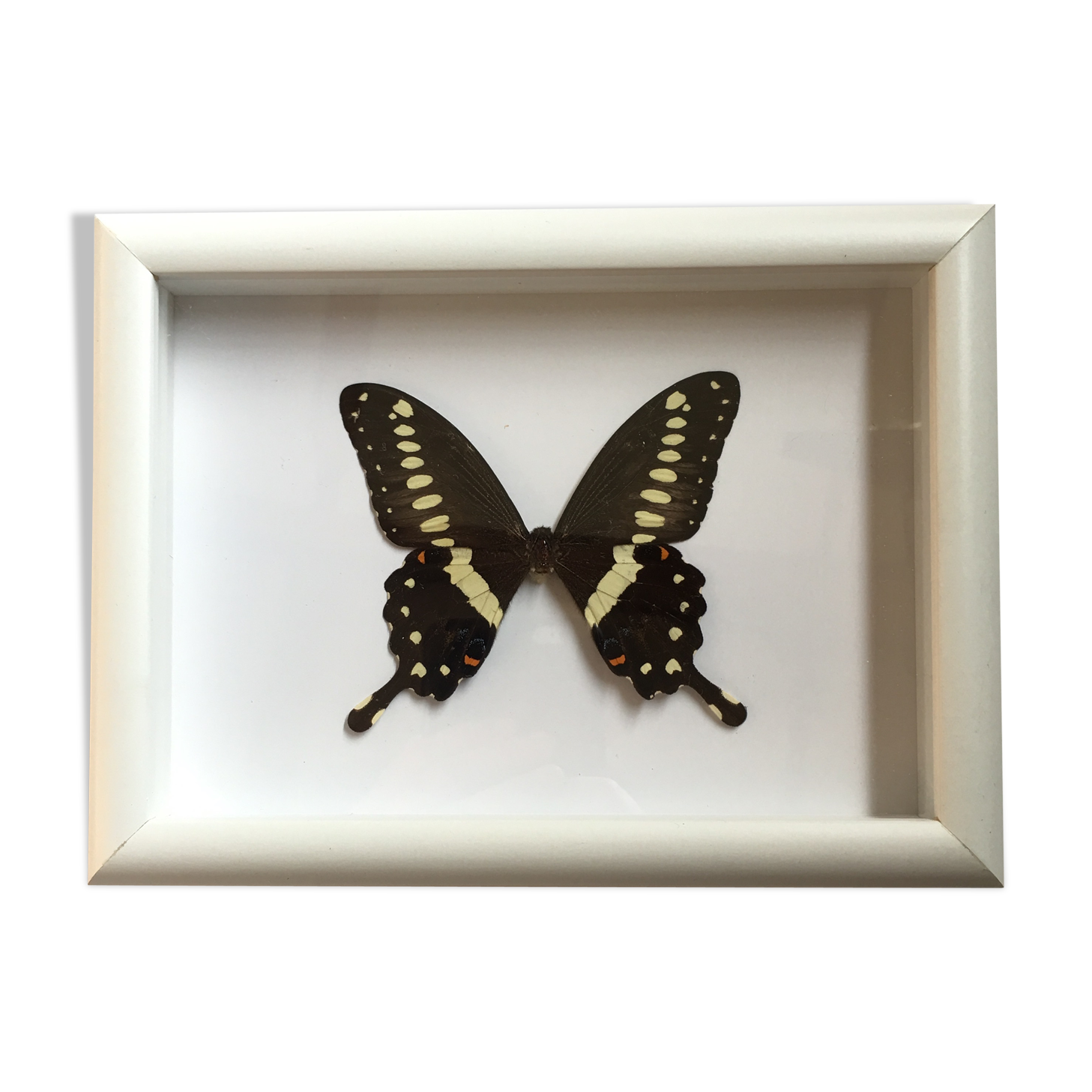 Butterfly naturalized under framework