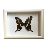 Butterfly naturalized under framework