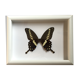 Butterfly naturalized under framework