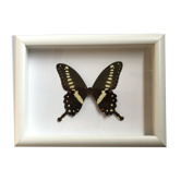 Butterfly naturalized under framework