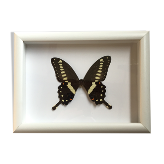 Butterfly naturalized under framework
