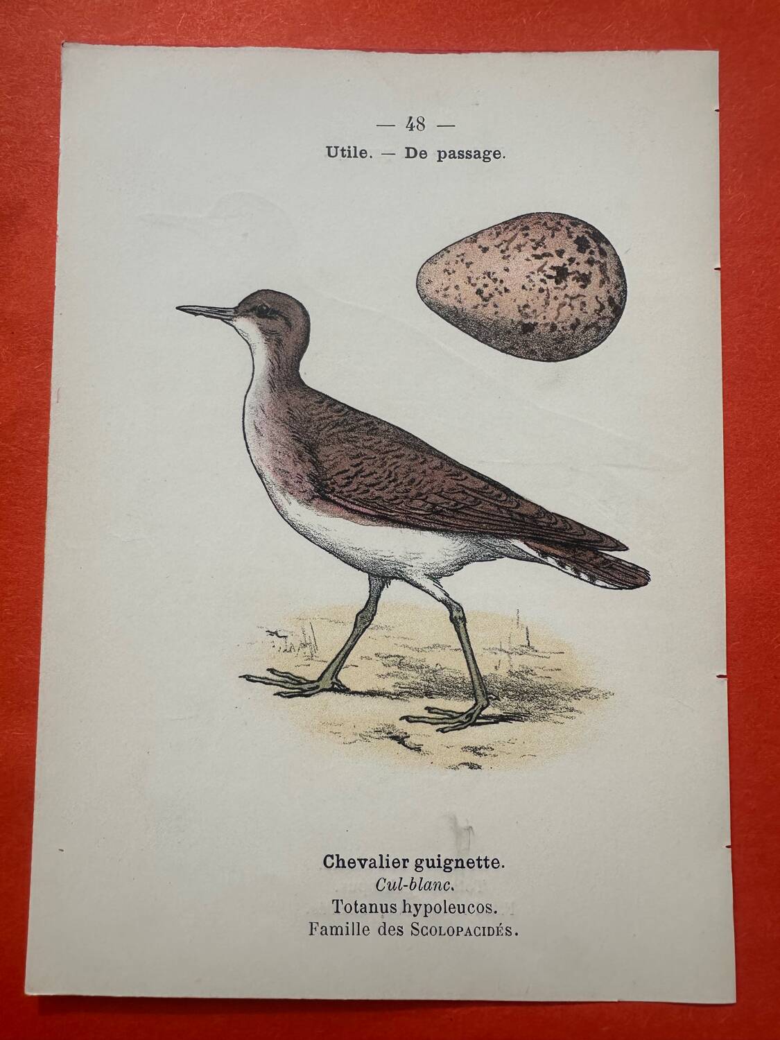 Botanical engraving birds double sided naturalist board