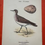 Botanical engraving birds double sided naturalist board