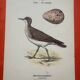 Gravure botanique oiseaux double face planche naturaliste